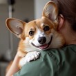 © DSN_1 - A heartwarming image of a Corgi being held by a person, likely its owner or a vet. The dog's joyful expression and the close contact suggest a strong bond of affection and care.