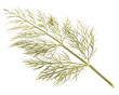 A dried dill leaf isolated on a transparent background
