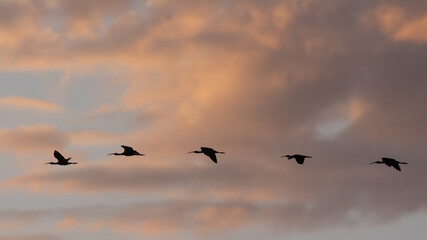 Wall Mural - A flock of White Faced Ibis fly across a sky filled with clouds glowing a warm sunrise orange above the Bear River Migratory Bird Refuge in Brigham City Utah, USA on a summer morning.