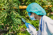 © Quality Stock Arts - Scientist doctor working in hemp cannabis farm for herbal pharmacy, Research in plant agriculture.