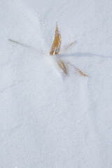 Wall Mural - golden sasa bamboo grass plant leaf on fresh white snow surface