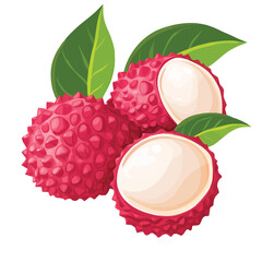 Wall Mural - A detailed vector illustration of a lychee fruit isolated on a white background.