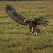 © Javed - A hawk diving towards its prey in an open field.