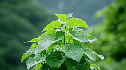 Wall Mural - Lush green plant with vibrant leaves in natural setting.