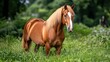© Sirada - The brown horse with a white stripe on its face stands proudly in the lush green grassy field, its mane flowing in the gentle breeze as it grazes peacefully.