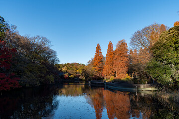 Wall Mural - 井の頭恩賜公園の紅葉