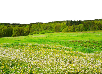 Wall Mural - meadow with dandelion flowers isolated on transparent png background.
