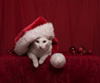 © Milou Dirks - white cat with santa claus hat and christmas decorations in red studio decor