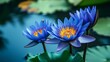 © Ace64 Studio - Blue lotus (Nymphaea caerulea) flower background with copy space Flowers composition as background project graphic design