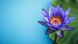 © Ace64 Studio - Blue lotus (Nymphaea caerulea) flower background with copy space Flowers composition as background project graphic design