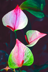 Wall Mural - Flower Series : Close-up of  Anthurium flower with natural background