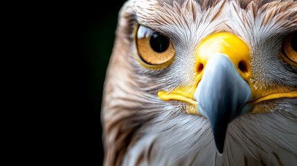 Wall Mural -  A close up of an eagle's face with a black background