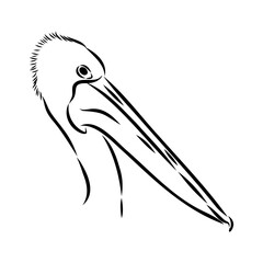 Wall Mural - Birds collection Australian pelican bird isolated vector image Pelican Black and white vector