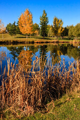 Wall Mural - A pond with trees in the background and a reflection of the trees in the water