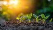 © Sajib - Growth of young plants under warm sunlight in a garden setting.
