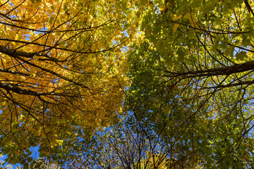 Wall Mural - yellow maple foliage on branches in sunny autumn weather