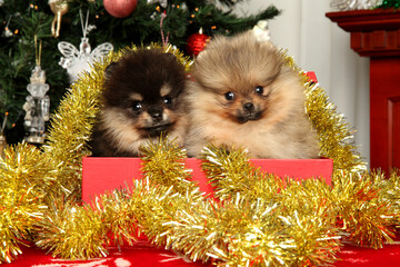 Wall Mural - Tiny Pomeranian puppies in a red box