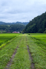 Wall Mural - 初夏の田園風景