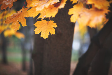 Aufkleber - Autumn maple leaves close up on tree in park, autumn concept background