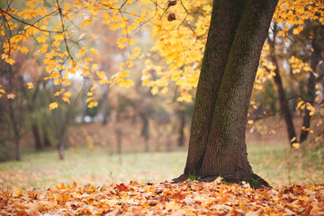 Aufkleber - A autumn tree with leaves on the ground. The leaves are orange and yellow. The tree is in a park