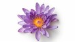 © Kakabe - A vibrant purple water lily with delicate petals and a bright yellow center, perfect for nature-themed projects, botanical illustrations, or wellness promotions