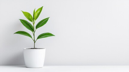 Wall Mural - Small green plant in a white pot against a white wall.