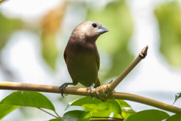 Wall Mural - The white-headed munia (Lonchura maja) is a species of estrildid finch found in Indonesia, Malaysia, Singapore, Thailand and Vietnam