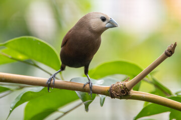 Wall Mural - The white-headed munia (Lonchura maja) is a species of estrildid finch found in Indonesia, Malaysia, Singapore, Thailand and Vietnam