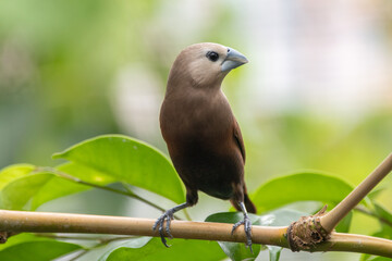 Wall Mural - The white-headed munia (Lonchura maja) is a species of estrildid finch found in Indonesia, Malaysia, Singapore, Thailand and Vietnam