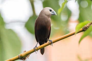 Wall Mural - The white-headed munia (Lonchura maja) is a species of estrildid finch found in Indonesia, Malaysia, Singapore, Thailand and Vietnam