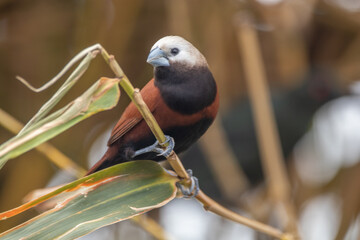 Wall Mural - The white-capped munia (Lonchura ferruginosa) is a species of estrildid finch found in Java and Bali