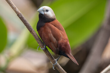 Wall Mural - The white-capped munia (Lonchura ferruginosa) is a species of estrildid finch found in Java and Bali