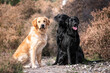 © Chris - Golden Retriever and two Black Labradors posing in the fields and forest in the summer in Surrey