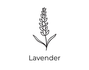 Wall Mural - lavender flower doodle hand drawn icon. Outline drawing organic natural cosmetic ingredient lavender flower line clipart symbol 