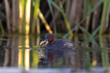 Zwergtaucher mit Fisch im Schnabel - aufgenommen aus dem floating hide