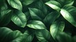 © Bejo Studio - Lush dark green tropical leaves background.