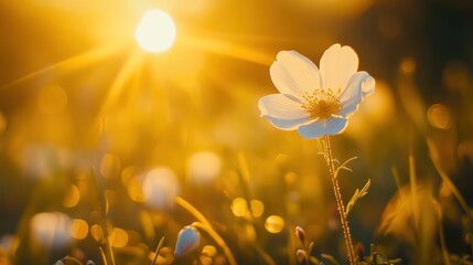 Sticker - Golden Hour Bloom: A Single Wildflower Illuminated by the Setting Sun