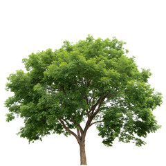 lush green tree with vibrant foliage isolated on transparent background cutout, png,