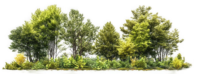 Cutout tree line. Forest and green foliage in summer. Row of trees and shrubs isolated on transparent background. Forest scape. High quality clipping mask
