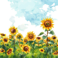 Poster - A watercolor drawing of a vibrant sunflower field with a blue sky, isolated on a white background. Sunflower vector.
