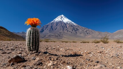 Wall Mural - large cactus with bright orange flowers blooming in the desert