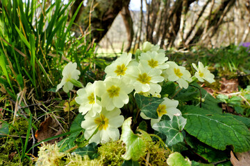 Wall Mural - Close up of a clump of primroses growing wild in an orchard