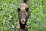 Dzik euroazjatycki, dzik, (Sus scrofa)