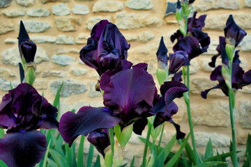 Wall Mural - Close up of a deep purple bearded iris showing the blue beard
