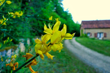 Wall Mural - Close up of a vibrant yellow flower of the Common or Scotch Broom (Cytisus scoparius)
