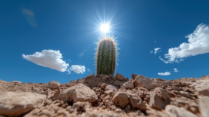 Wall Mural - cactus in the desert with tall spines and a bright sun