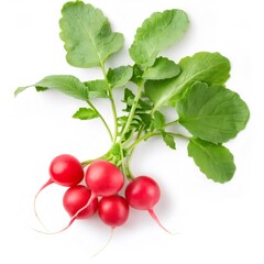 Poster - Radish plant with small red radishes and green leafy tops, isolated on a white background, offering a vibrant and healthy image