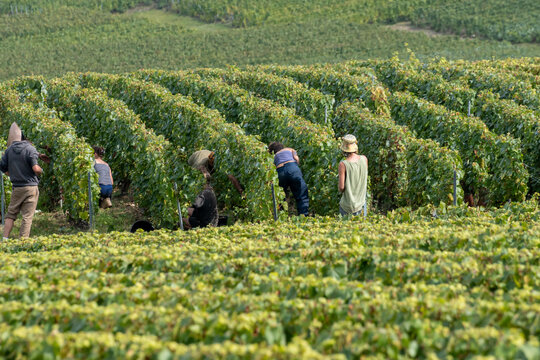 Seasonal workers harvesting ripe chardonnay wine grapes on Cote des Blancs, harvest on green grand cru vineyards near Oger and Mesnil-sur-Oger,  Champagne, France