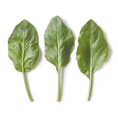 lettuce leaves isolated on white background