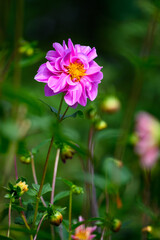 Wall Mural - Closeup of pink dahlia flowers with curly petals and yellow centers blooming in a fall garden, dramatic nature background
